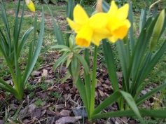 A little shy - miniature daffodils