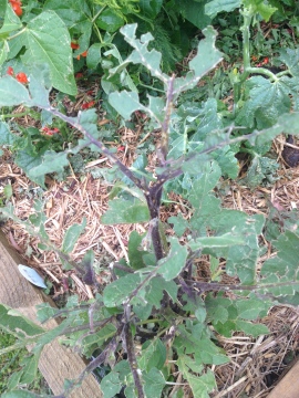 Eggplant - this was a picture of purple flowers last Saturday