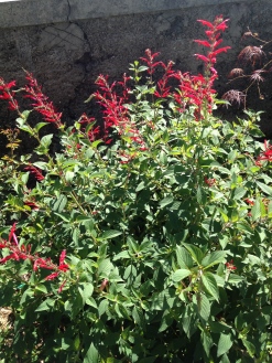 These red salvias have just started to flower and make a lovely contrast to the blue